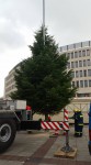 Weihnachtsbäume für Ludwigshafen
