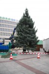 Weihnachtsbäume für die Innenstadt
