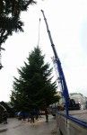 Weihnachtsbäume für Ludwigshafen