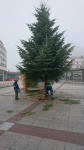 Weihnachtsbaum Berliner Platz