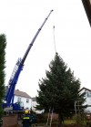 Weihnachtsbaum Rathausplatz 2015_2