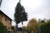 Weihnachtsbäume für die Ludwigshafener Innenstadt