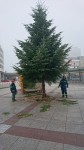 Weihnachtsbaum Berliner Platz