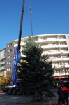 Weihnachtsbaum auf Weihnachtsmarkt aufgestellt