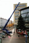 Christbäume 2010