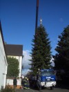 Weihnachtsbäume für Maudach und Rheingönheim