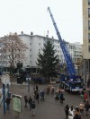 Weihnachtsbaum auf dem Rathausplatz