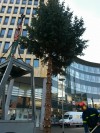 Abbau Weihnachtsbäume in Ludwigshafen